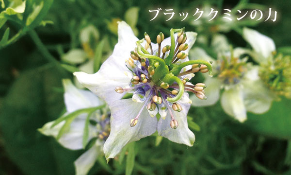 ブラッククミンシードオイル